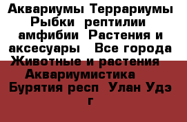 Аквариумы.Террариумы.Рыбки, рептилии, амфибии. Растения и аксесуары - Все города Животные и растения » Аквариумистика   . Бурятия респ.,Улан-Удэ г.